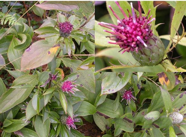 種植白術(shù)用什么水溶肥好？