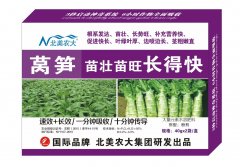 萵筍苗壯苗旺長得快