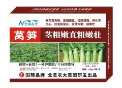 萵筍莖粗嫩直粗嫩壯