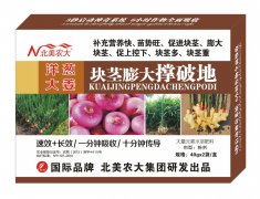 洋蔥大姜塊莖膨大撐破地