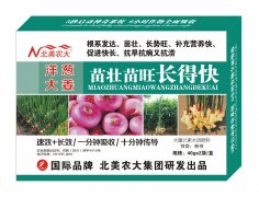 洋蔥大姜苗壯苗旺長得快