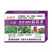 大蒜苗壯苗旺蒜苔多
