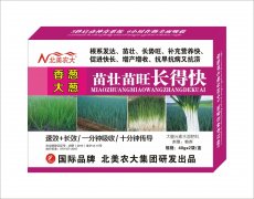 香蔥大蔥苗壯苗旺長得快