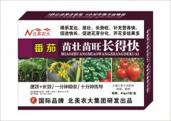 番茄苗壯苗旺長得快