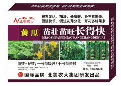 黃瓜苗壯苗旺長得快