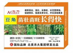 豆角苗壯苗旺長得快