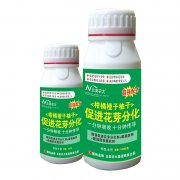 柑橘橙子柚子促進(jìn)花芽分化