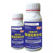 香蕉專用促進花芽分化