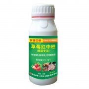 草莓紅中柱 根腐專(zhuān)用  500克  100克