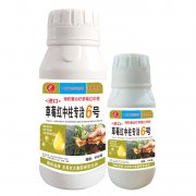 進(jìn)口草莓紅中柱專治6號(hào)