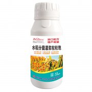 水稻分蘗灌漿粒粒飽