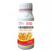 小麥分蘗灌漿粒粒飽