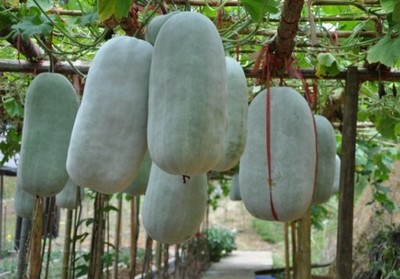 種植高產冬瓜的方法