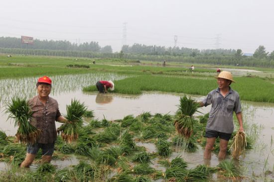 殺蟲劑廠家，殺菌劑，沖施肥，葉面肥，植物生長調節(jié)劑，農藥廠家
