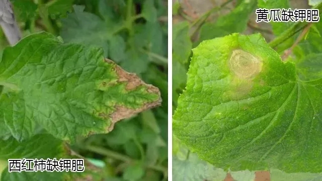 殺蟲劑，殺菌劑，沖施肥，葉面肥，植物生長調節(jié)劑