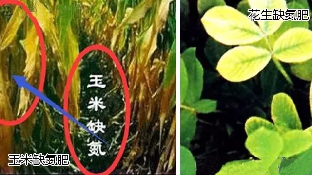 殺蟲劑，殺菌劑，沖施肥，葉面肥，植物生長調節(jié)劑