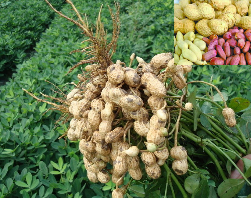 殺菌劑，特效殺蟲(chóng)劑，沖施肥，葉面肥，植物生長(zhǎng)調(diào)節(jié)劑