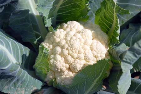 花菜缺硼的癥狀以及補(bǔ)救方法