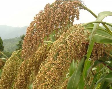 速來收藏高粱高產(chǎn)種植技術(shù)！