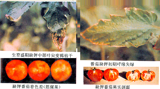 葉面肥廠家與您講解鉀肥對植物生長有何影響？