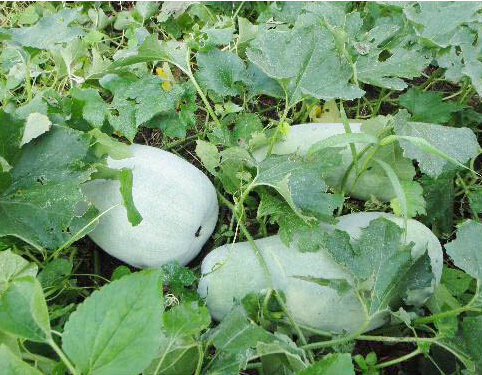 種植高產冬瓜的方法