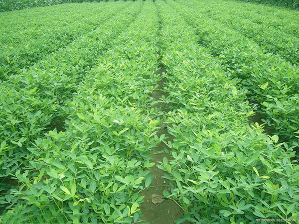 “聽”北美農(nóng)大講述，花生施用鉀肥鈣肥的好處