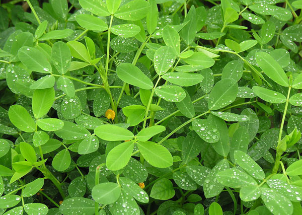 “聽”北美農(nóng)大講述，花生施用鉀肥鈣肥的好處