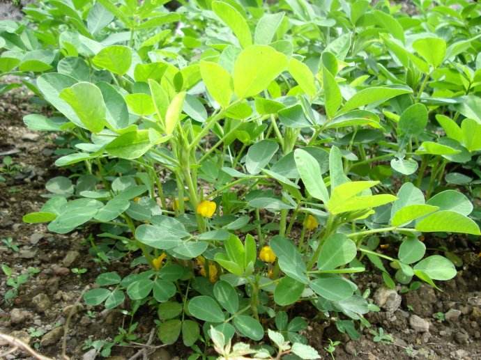 “聽”北美農(nóng)大講述，花生施用鉀肥鈣肥的好處